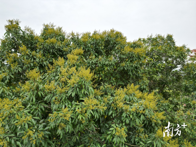 茂南区羊角镇禄段古荔园数百棵古荔枝树花满枝头。