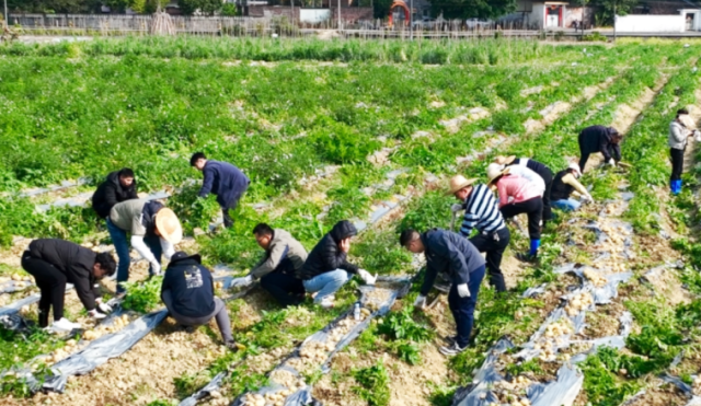 鹤山市桃源镇“助力‘百千万工程’村企携手促振兴”马铃薯丰收活动进行挖马铃薯互动体验。