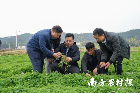  曹卫东（左二）在田间了解紫云英的生长情况。