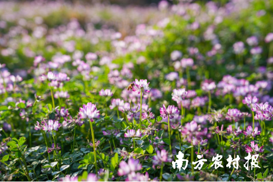 早春二月，广东紫云英迎春怒放。