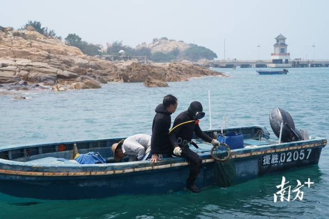 當(dāng)?shù)貪O民在捕撈海膽,。攝影：彭駿