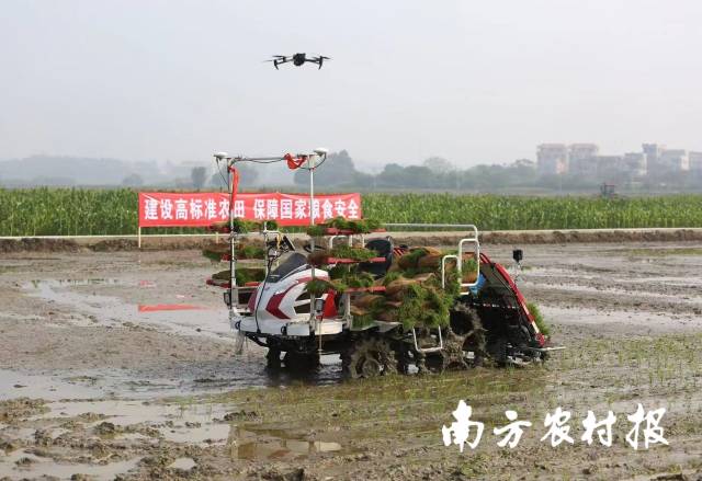 在农行广东分行金融扶持下，茂名高州市石鼓镇的丝苗米省级现代农业产业园内的无人机、插秧机等春耕设备已准备就绪。