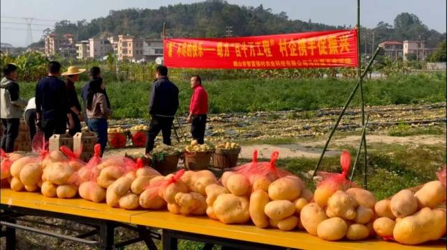 鹤山市桃源镇马铃薯。