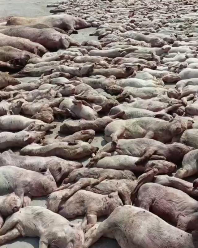 2024年5月7日，鸿福农牧总经理常先云拍摄猪场死亡场景。