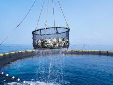 以“海陆联动”践行大食物观，广东大有可为丨2025一号文件系列评④