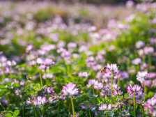 绿肥产业首席科学家曹卫东来粤调研，为紫云英种植“把脉开方”