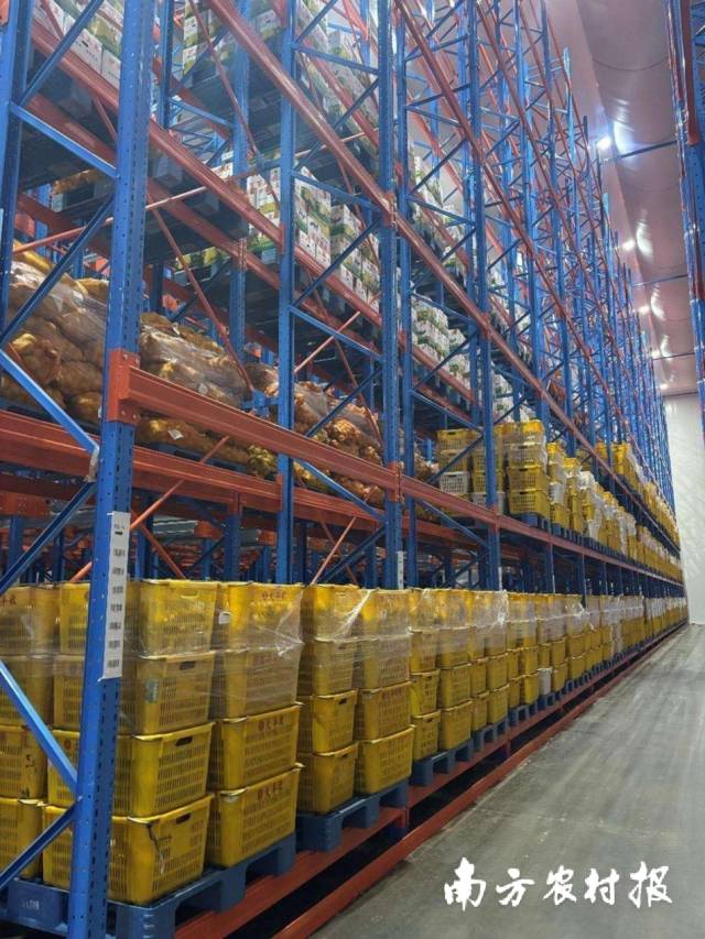 冷库中，装满马铃薯的胶框整齐码放着。