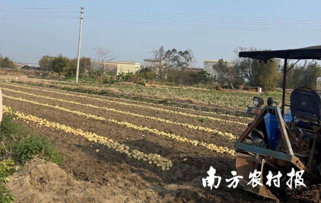 刚翻挖出的马铃薯。