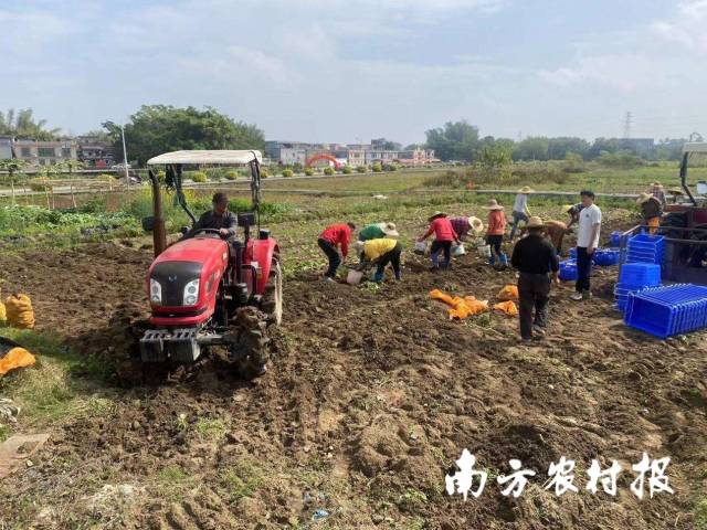 南方农村报 叶香玲 拍摄