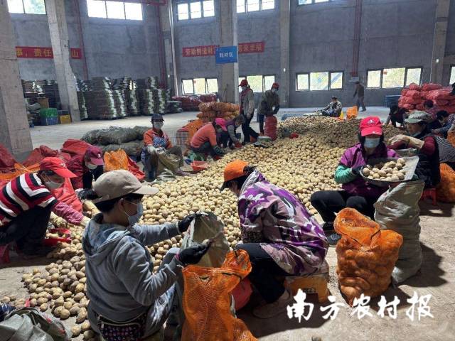 分拣工正在对马铃薯进行商品化分级。