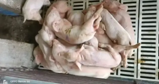 常先云猪场内，受蓝耳病影响仔猪奄奄一息。