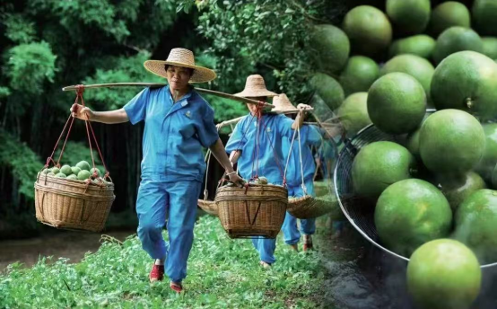 化橘红是茂名推进 “百千万工程” 的重要产业支撑。 受访者供图