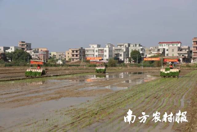 农机作业是当下高州田间一道靓丽风景。