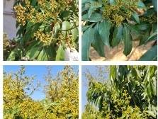 强冷空气+中到大雨，高州荔枝保花紧急指南速递→