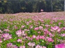 紫云泼墨绘春耕——