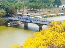 航拍茂名|黄花风铃摇曳，奏响春天旋律