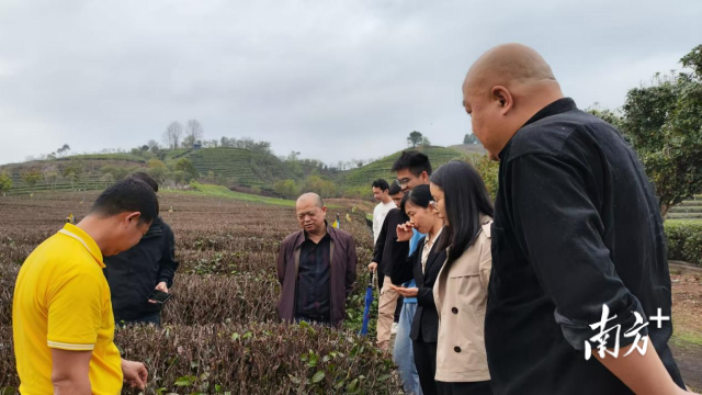 清远专家下乡指导助春茶生产，提出四大管理建议