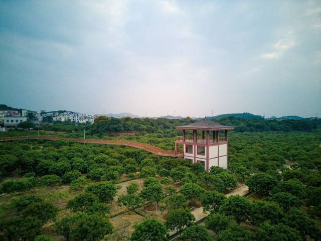 茂名万亩荔枝林