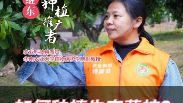 种植生态荔枝，有哪些管理要点？生态种植推广者、农业科技特派员冼继东这样说