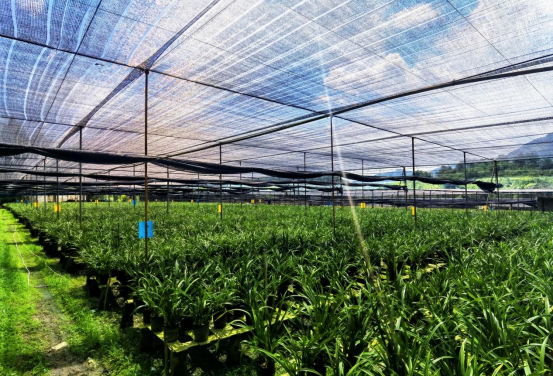 石狗镇特色兰花产业。