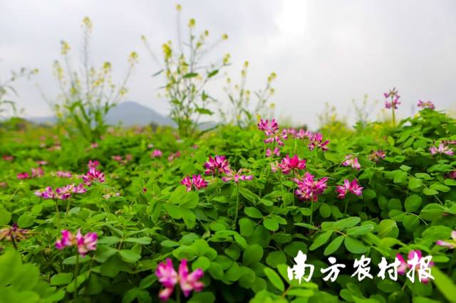 冬种紫云英可降低土壤容重和紧实度,显著提高耕地土壤pH值和有机质。 冬种紫云英可降低土壤容重和紧实度,显著提高耕地土壤pH值和有机质。