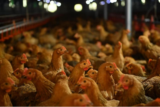 肉鸡双层高效养殖产业园内部示意图。