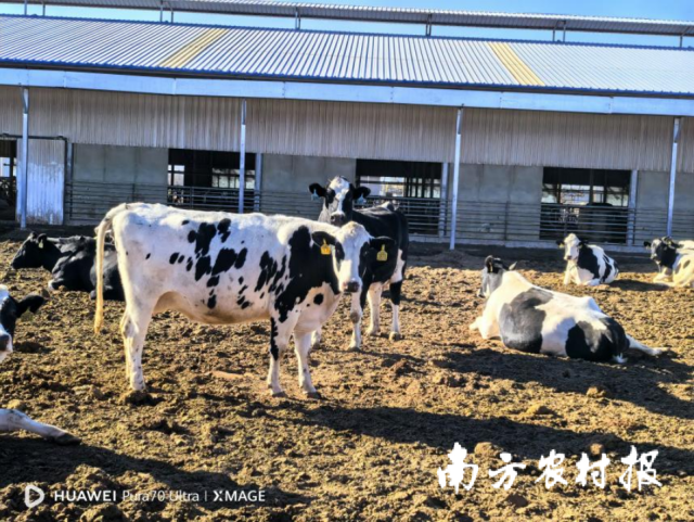 内蒙古牛肉品质上乘且产量丰富。