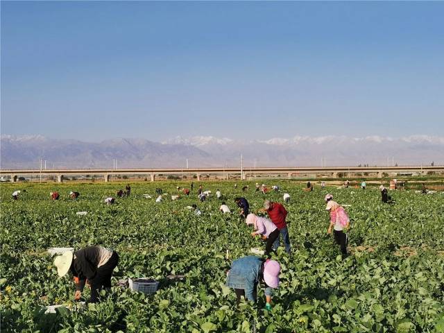 甘肃酒泉基地，采收“板蓝根青菜”。