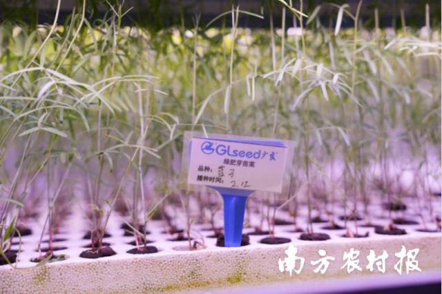 广良基地实验室内，绿肥培育的芽菜嫩绿舒展。