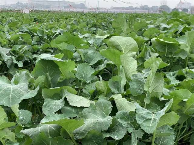 板蓝根青菜试验田。