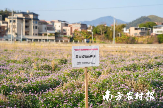 在河源市龙川县品比试验现场，紫云英长势良好。