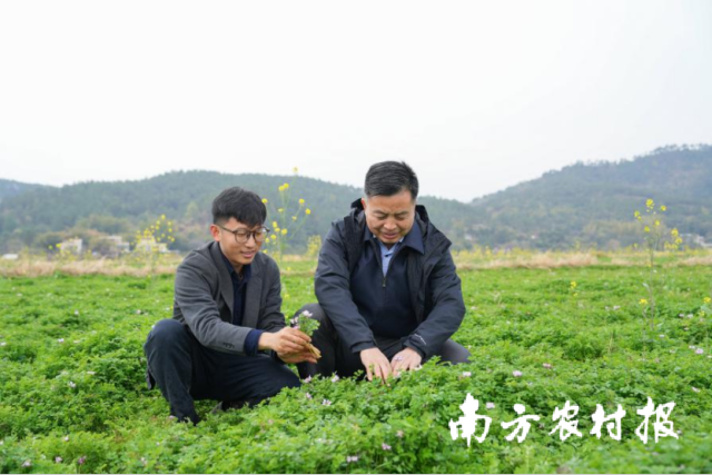 曹卫东教授(右一）深入广州、河源等地调研广东绿肥种植管理。
