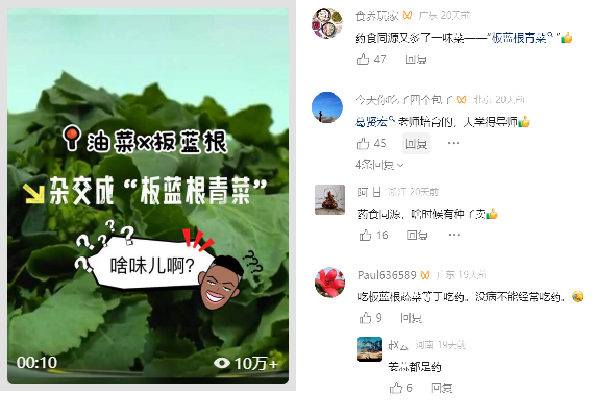 大国种芯视频号发布关于“板蓝根青菜”的视频引起热议。