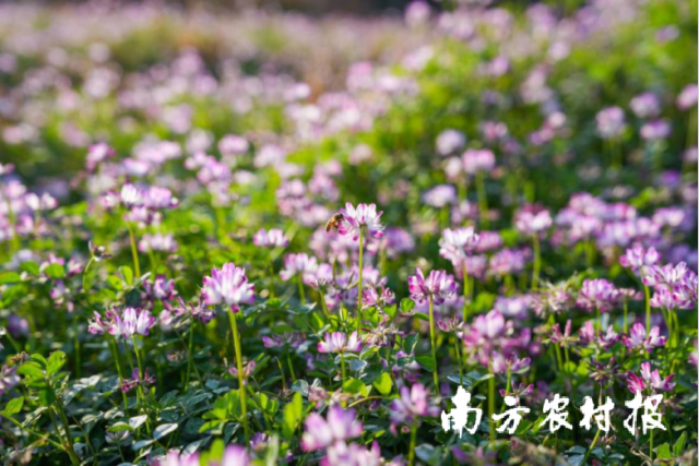 紫云英也是一种食物来源，它产出的蜂蜜品质上乘。