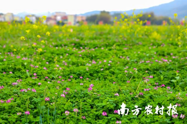 田野上肆意绽放的紫云英。 田野上肆意绽放的紫云英。