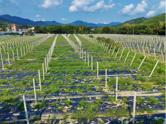 石狗镇夜兰花产业。