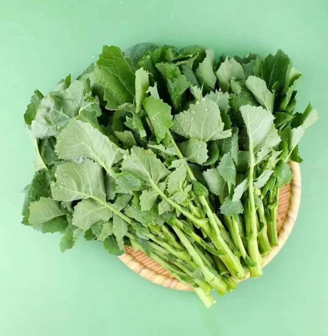 采摘的“板蓝根青菜”。