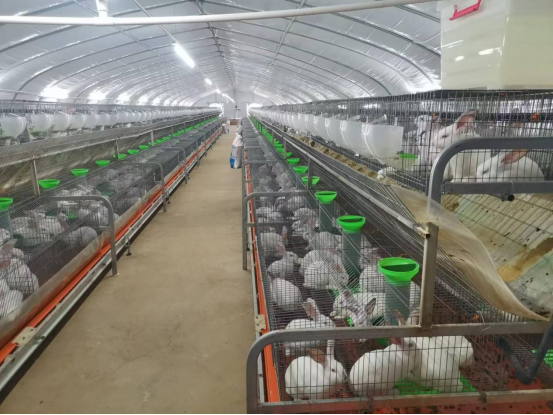 石狗镇年出栏15万只科研兔项目示意图。