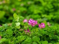 万余亩紫云英绽放，绘就从化农业绿色发展新画卷