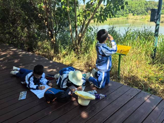 在深圳福田红树林自然保护区，孩子们在观察红树林生态&nbsp; 受访者供图