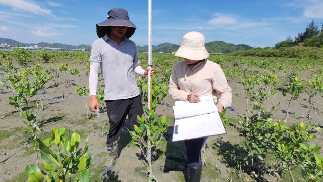 张春霞和同事在观察记录红树的生长情况 受访者供图