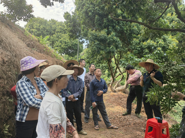 陈厚彬教授团队在高州市曹江镇华坑村落荔枝园教授荔枝稳产增收窍门