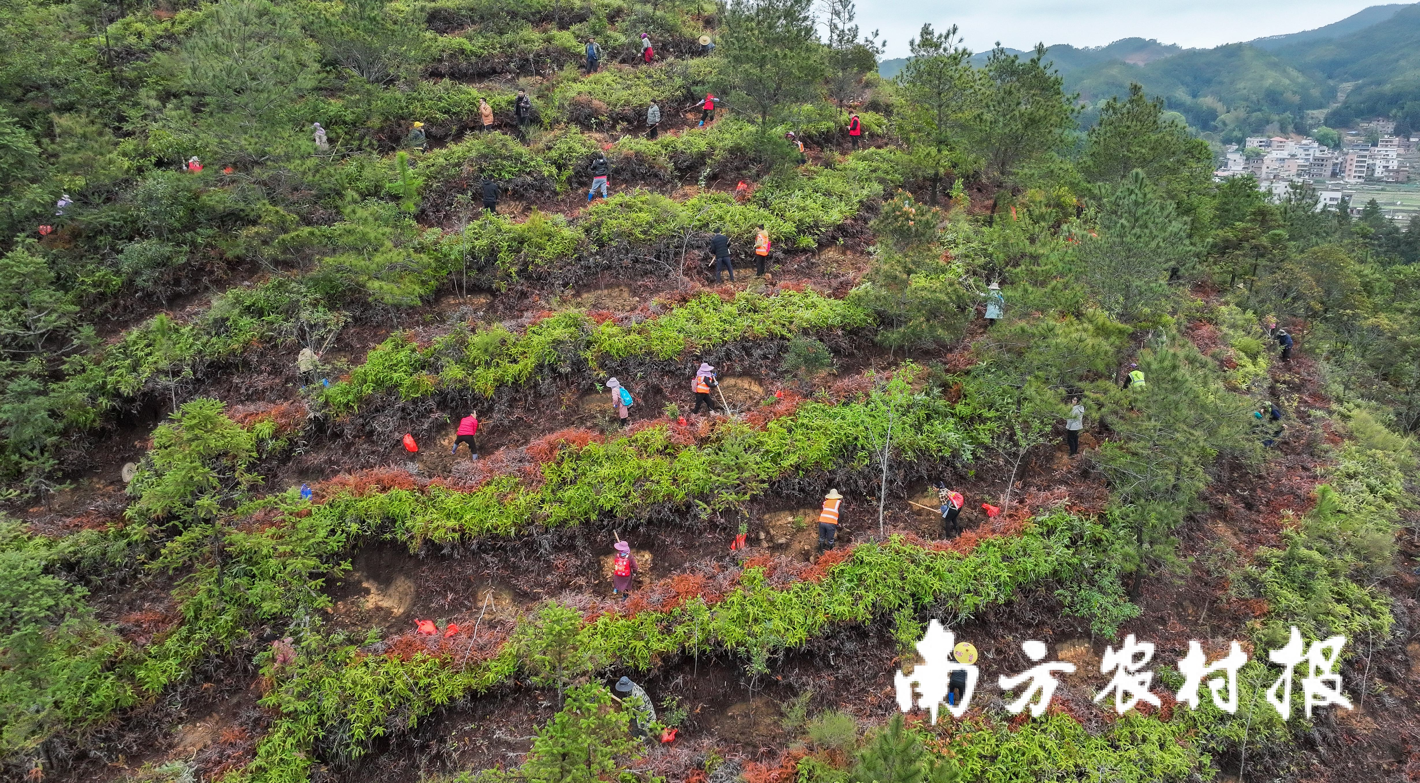 河源市龙川县赤光镇2025年森林品质精准提升（林分优化）名目现场，200余名工人正忙碌地挥舞锄头挖穴、从植栽苗、树节<strong>j9</strong>培土，看绿一派如火如荼的美广春天毁林天气。