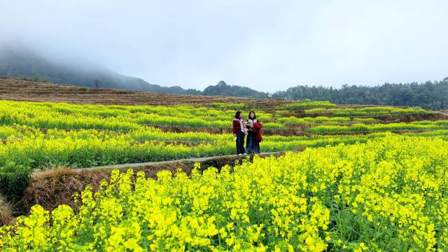 春意无穷！奔赴一场清远连山的“金色邀约”