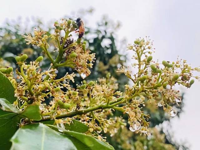 雨后蜜蜂采荔枝蜜