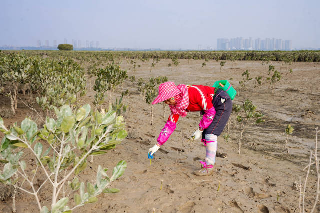 福建惠安女正在种红树 受访者供图