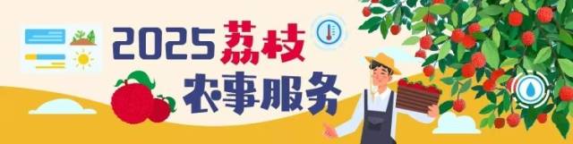 周末最高温26℃！高州荔农可抢抓雨歇疏花保果