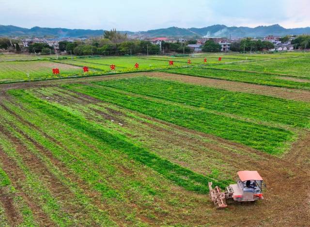 紫云英翻压还田。摄影：陈建军