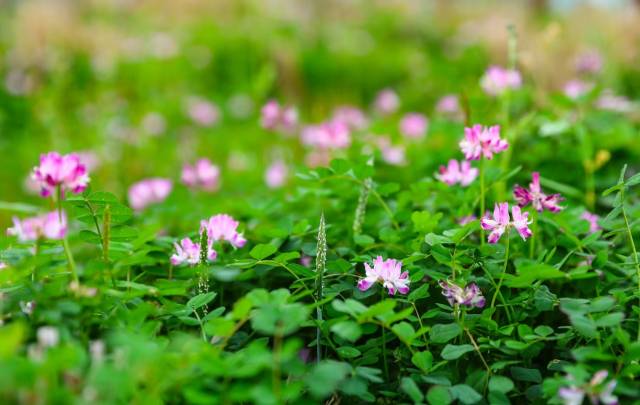 紫云英盛开。摄影：陈建军