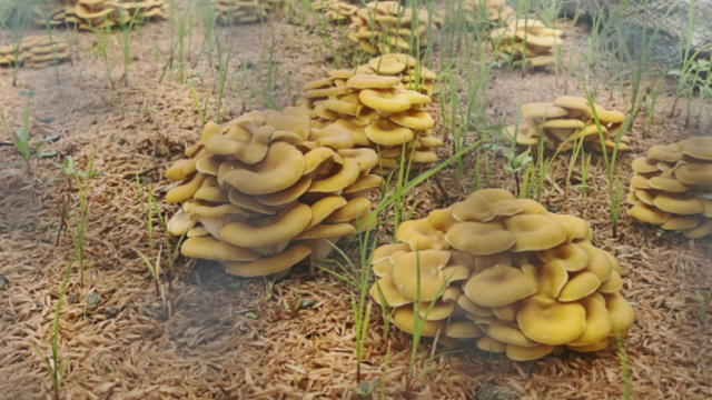 亩产可达1万斤！科技赋能激发乡村振兴大“蘑”力